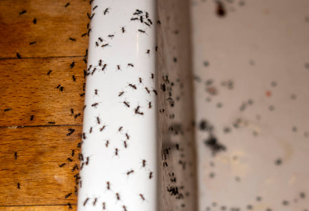 Best Termite Control Services  in North Key Largo, FL