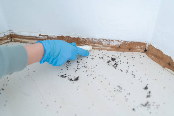 Best Flea Control Services  in North Key Largo, FL